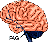 Расположение области periaqueductal gray matter (PAG). Рисунок с сайта http://highered.mcgraw-hill.com.