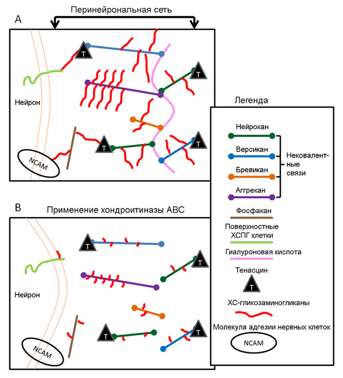 Рис. 3. Схема строения перинейрональной сети