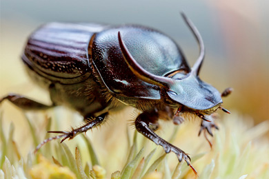 Двурогий калоед (Onthophagus taurus)