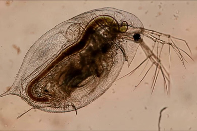 Дафния Daphnia pulicaria