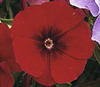 Одомашненные представители вида Phlox drummondii