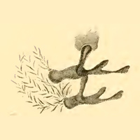 Рисунок загадочных «челюстей» фрагмотеутиса