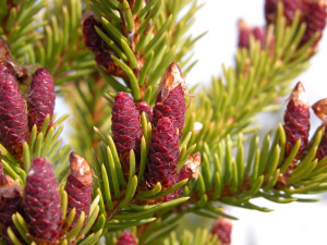 Молодые шишки белой ели (Picea glauca) — основной лесообразующей породы в провинции Юкон (Канада), где проводили исследование. В годы, урожайные на шишки, белки рожают больше детенышей, а выживаемость молодых особей выше. Фото с сайта eliotmcintire.googlepages.com