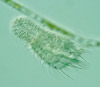Типичный представитель группы Platyzoa Chaetonotus cordiformis