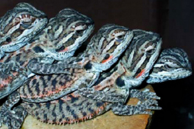 Бородатые агамы принимают солнечную ванну (фото с сайта www.mini-zoo.ru)