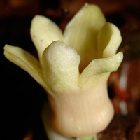 Рис. 1. Стадии цветения A. xuansonensis