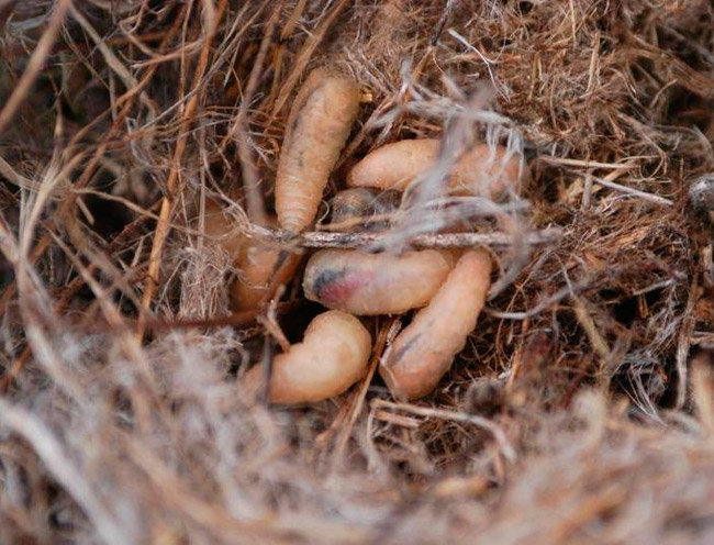 Куколки паразитической мухи Philornis downsi в птичьем гнезде