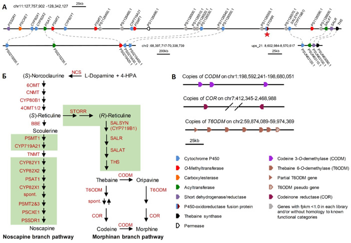 Рис. 4. Путь биосинтеза алкалоидов снотворного мака и гены ферментов-участников