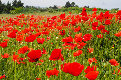 Мак снотворный (Papaver somniferum)