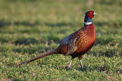 Обыкновенный фазан (Phasianus colchicus)