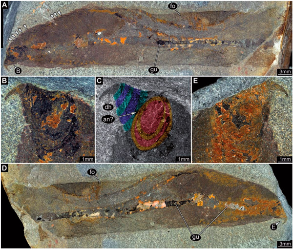 Рис. 1. Pseudoperipatus hintelmannae