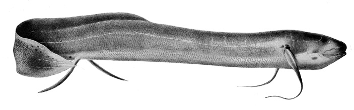 Рис. 2. Протоптер (Protopterus dolloi)