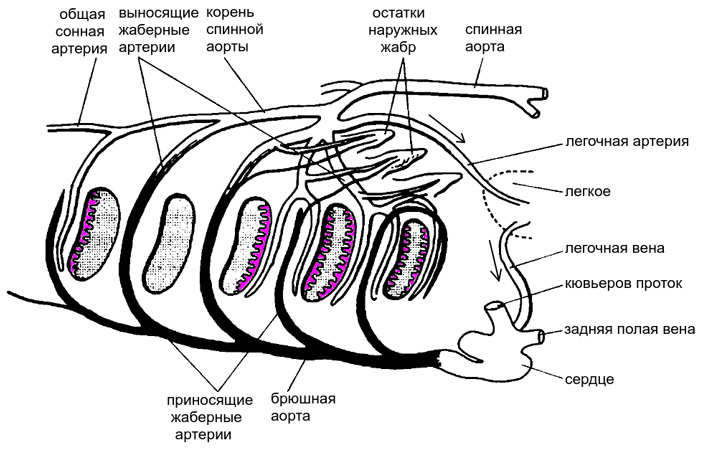 Рис. 8. Схема кровеносной системы протоптера (Protopterus)