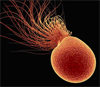 Бактерия Pyrococcus furiosus (фото с сайта www.dbu.de)
