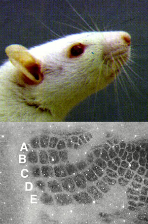 Воздействуя на соматосенсорную область коры головного мозга, ученые могут управлять поведением крысы (фото с сайта www.urmc.rochester.edu)