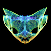 Трехмерный скан черепа квакши-треуголки Hemiphractus scutatus