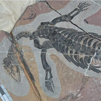 Чузавр (Chusaurus xiangensis)
