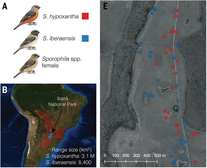 Самцы близких видов вьюрковых овсянок S. hypoxantha и S. iberaensis