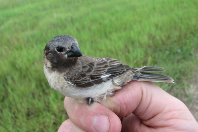 Иберские вьюрковые овсянки (Sporophila iberaensis) обитают среди болотистых лугов национального парка Ибера в Аргентине