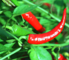 Красный перец (Capsicum) относится к семейству паслёновых, так же как картофель, помидоры и табак. Все четыре растения были одомашнены коренными американцами и распространились по всему миру лишь после плавания Колумба. Фото с сайта www.yunphoto.net