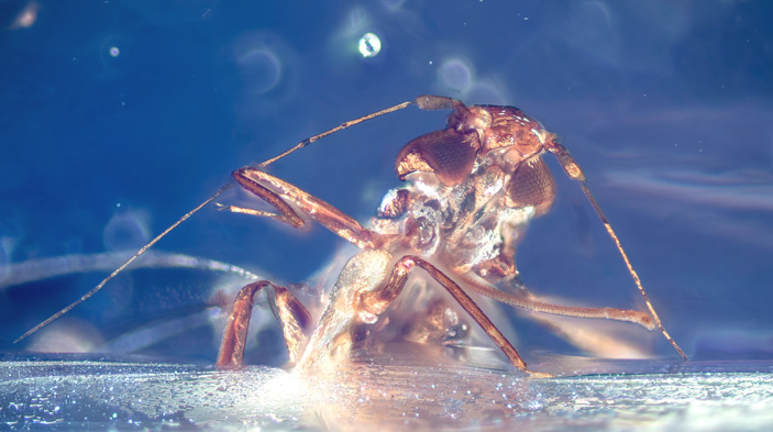 Представитель нового рода и вида листоблошек из бирманского янтаря Pictala scorpioides