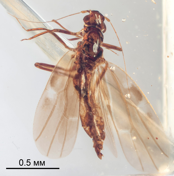 Рис. 4. Самец нового рода и вида Pictala scorpioides с пятнистым рисунком крыла