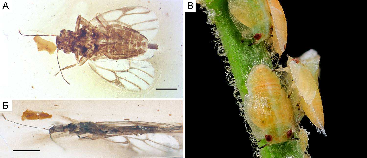 Рис. 5. Уплощенные миралиды из бирманского янтаря и нимфы современных листоблошек