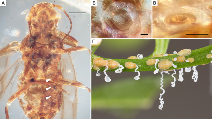 Рис. 7. Сложные восковые поры миралид