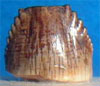 Зуб Revueltosaurus callenderi (фото с сайта www.ngensis.com)