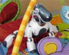 Любопытный робот Aibo (фото с сайта www.newscientist.com)