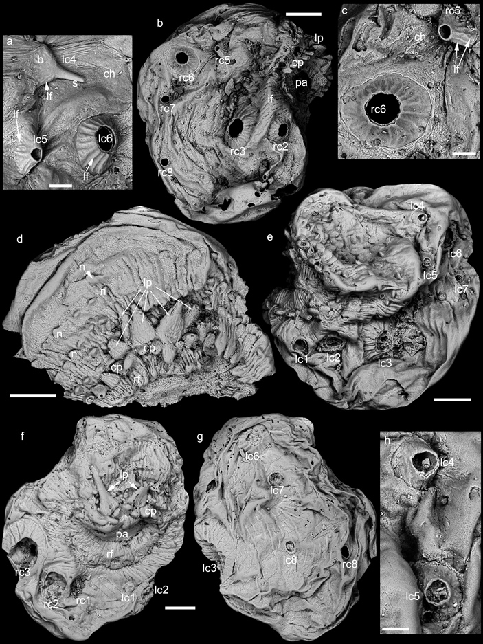 Рис. 1. Саккорит (Saccorhytus coronarius) из нижнекембрийской формации Куаньчуаньпу, провинция Шэньси, Китай