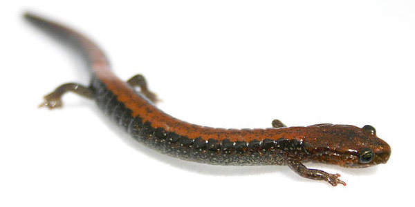 В популяциях красноспинной саламандры (Plethodon cinereus) — североамериканского земноводного — больше половины особей демонстрируют устойчивость к хитридиомикозу, связанную с присутствием на их коже симбиотических бактерий, вырабатывающих фиолетовый пигмент виолацеин. Это вещество подавляет рост патогенного грибка, вызывающего хитридиомикоз. Фото с сайта en.wikipedia.org