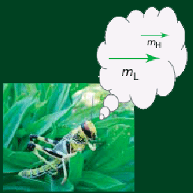 Беспозвоночные при необходимости выбора учитывают не только вкус и количество предложенной еды, но и личные воспоминания, связанные с пережитыми в прошлом трудностями. Что же такое интеллект, если даже кузнечики помнят, почем фунт лиха? (Рис. из статьи в Science)