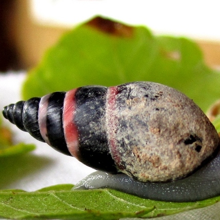 Rhachistia aldabrae