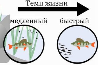 Темпы жизни окуней