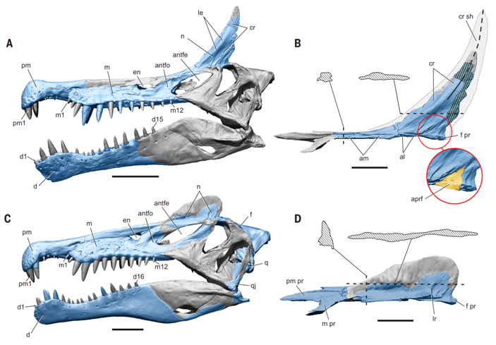 Сравнение черепов S.&nbsp;mirabilis&nbsp;(А,&nbsp;B) и&nbsp;S.&nbsp;aegyptiacus&nbsp;(С,&nbsp;D): реконструкции черепов выполнены на основе черепа близкородственного спинозаврида ирритатора
