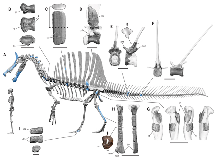 Реконструированный скелет полувзрослой 8-метровой особи S.&nbsp;mirabilis в&nbsp;сравнении со&nbsp;скелетом современного человека ростом 170&nbsp;см