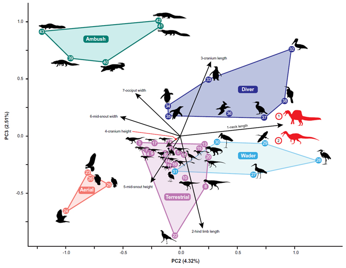 Результаты анализа главных компонент. Как видно, все хищные архозавры четко разделились на пять основных групп