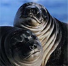 Детеныши морского слона (фото с сайта www.pvmirror.com)