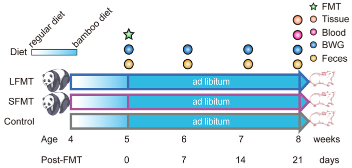 Рис. 4. Схема эксперимента по трансплантации фекальной микробиоты