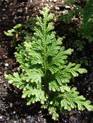 Плаун Selaginella moellendorffii — единственный представитель споровых сосудистых растений, геном которого теперь известен. Фото с сайта eurekalert.org