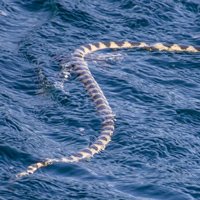 Полосатый ластохвост (Hydrophis cyanocinctus)