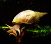 Рис. 1. Большой прудовик (Lymnaea stagnalis)
