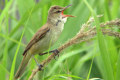 Дроздовидная камышовка (Acrocephalus arundinaceus)
