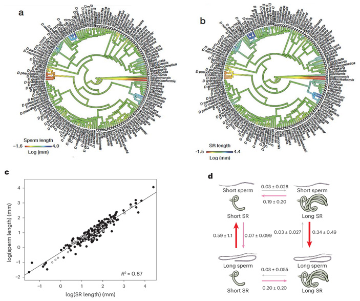 Рис. 2. Коэволюция длины сперматозоидов и длины семяприемников
