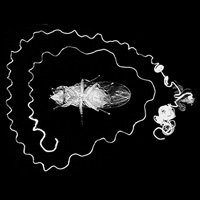 Самец Drosophila bifurca и его семенник