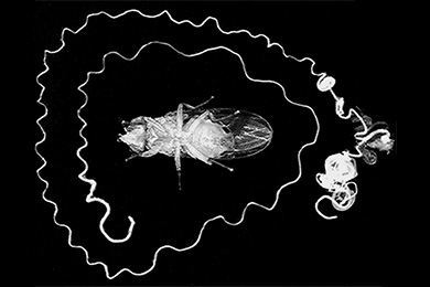 Самец Drosophila bifurca и его семенник