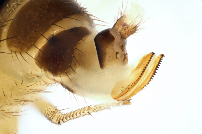 Рис. 2. Задний конец тела самки D. suzukii