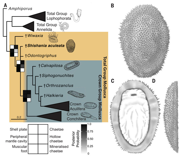 Рис. 1. Филогенетическое положение моллюска Shishania aculeata