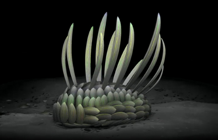 Рис. 3. Трехмерная модель Wiwaxia corrugata